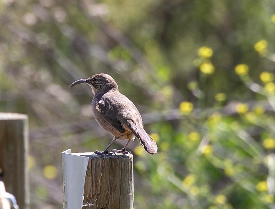 California Thrasher - ML616743627