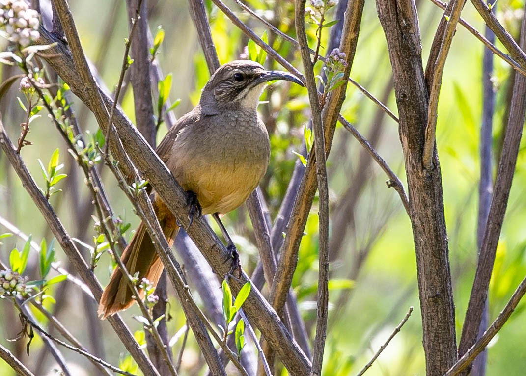 California Thrasher - ML616743632