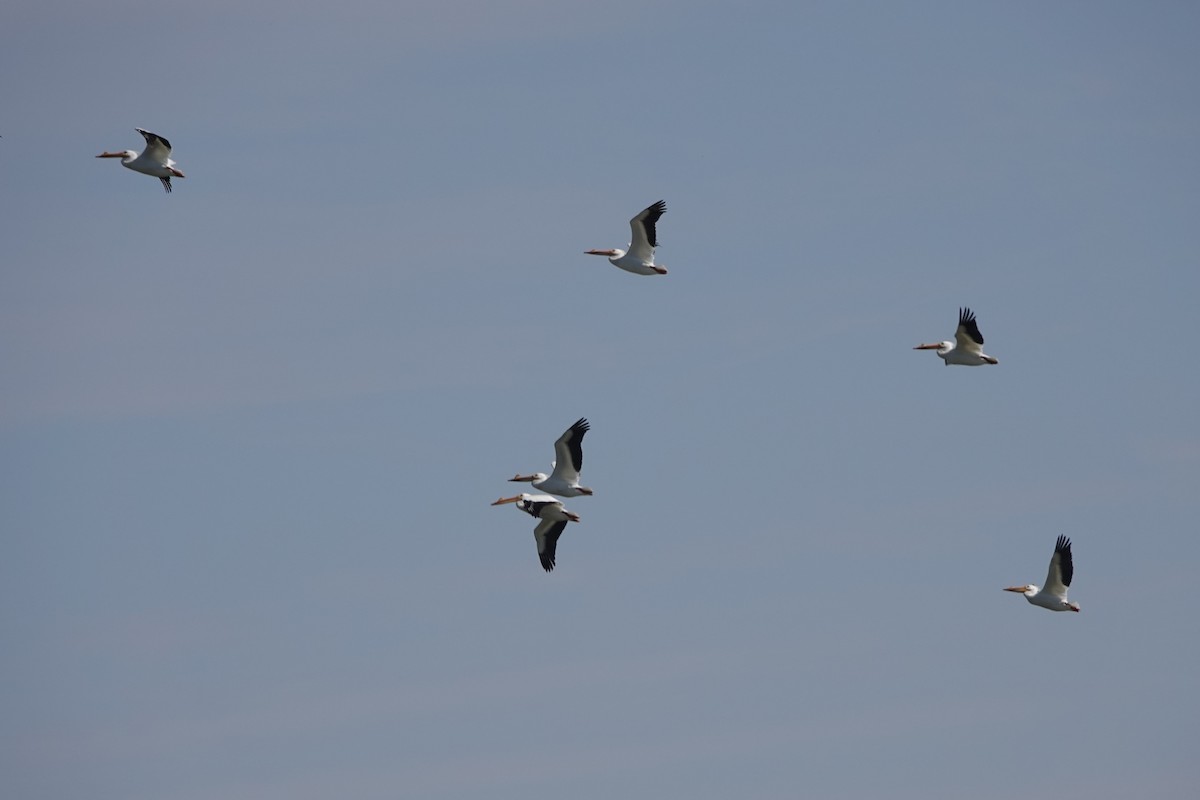 American White Pelican - ML616743671