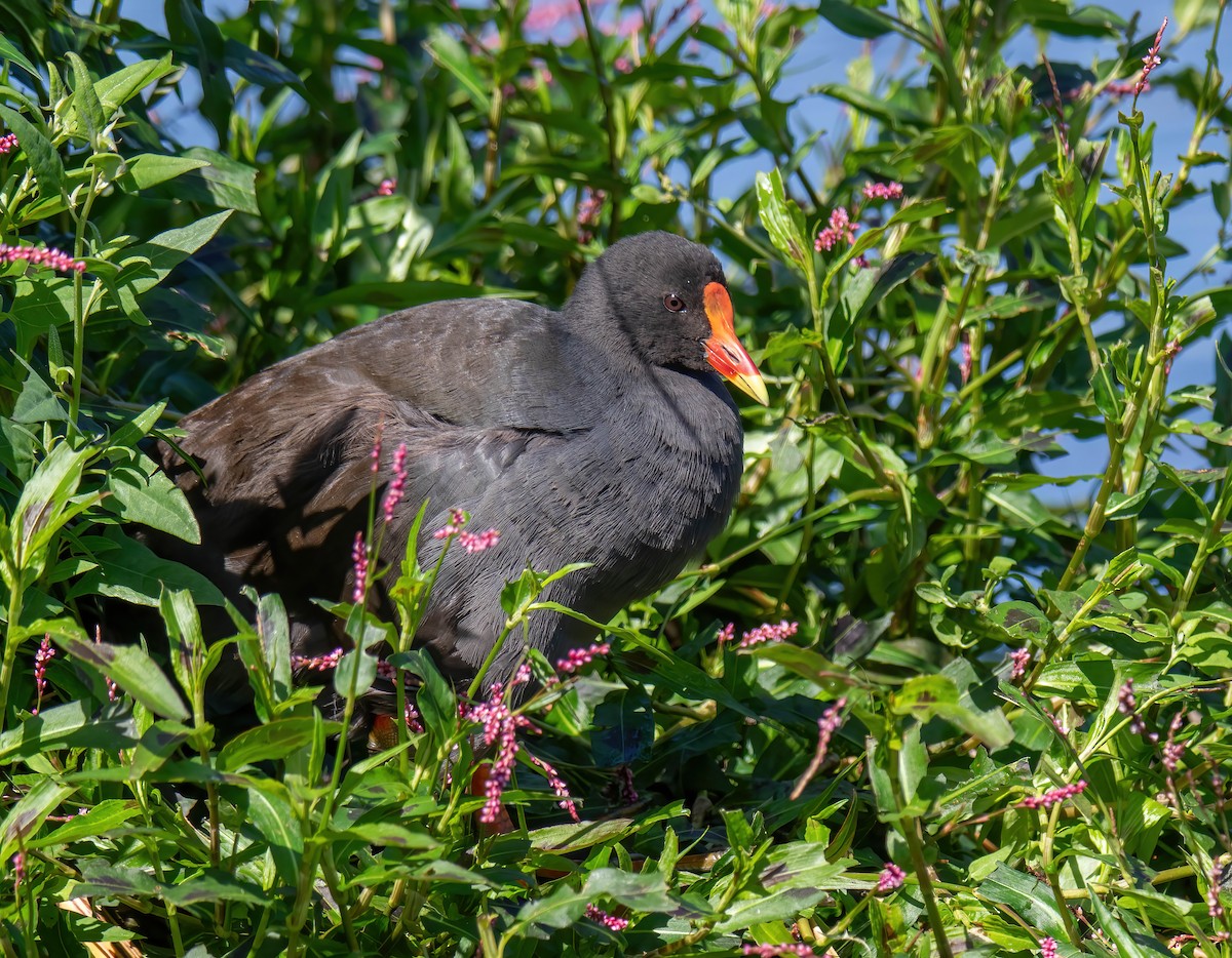 Dusky Moorhen - Craig McQueen