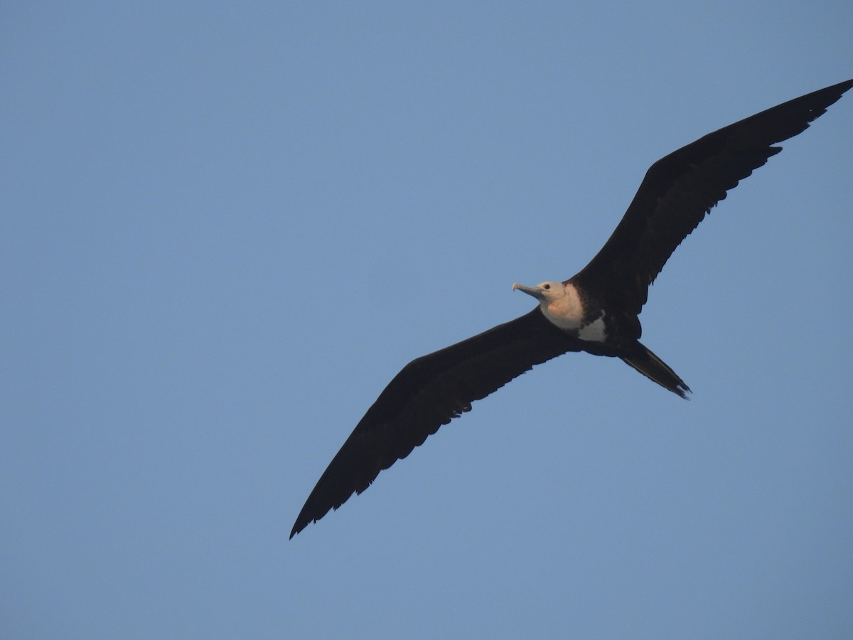 Magnificent Frigatebird - Carlos Barreda Cárdenas