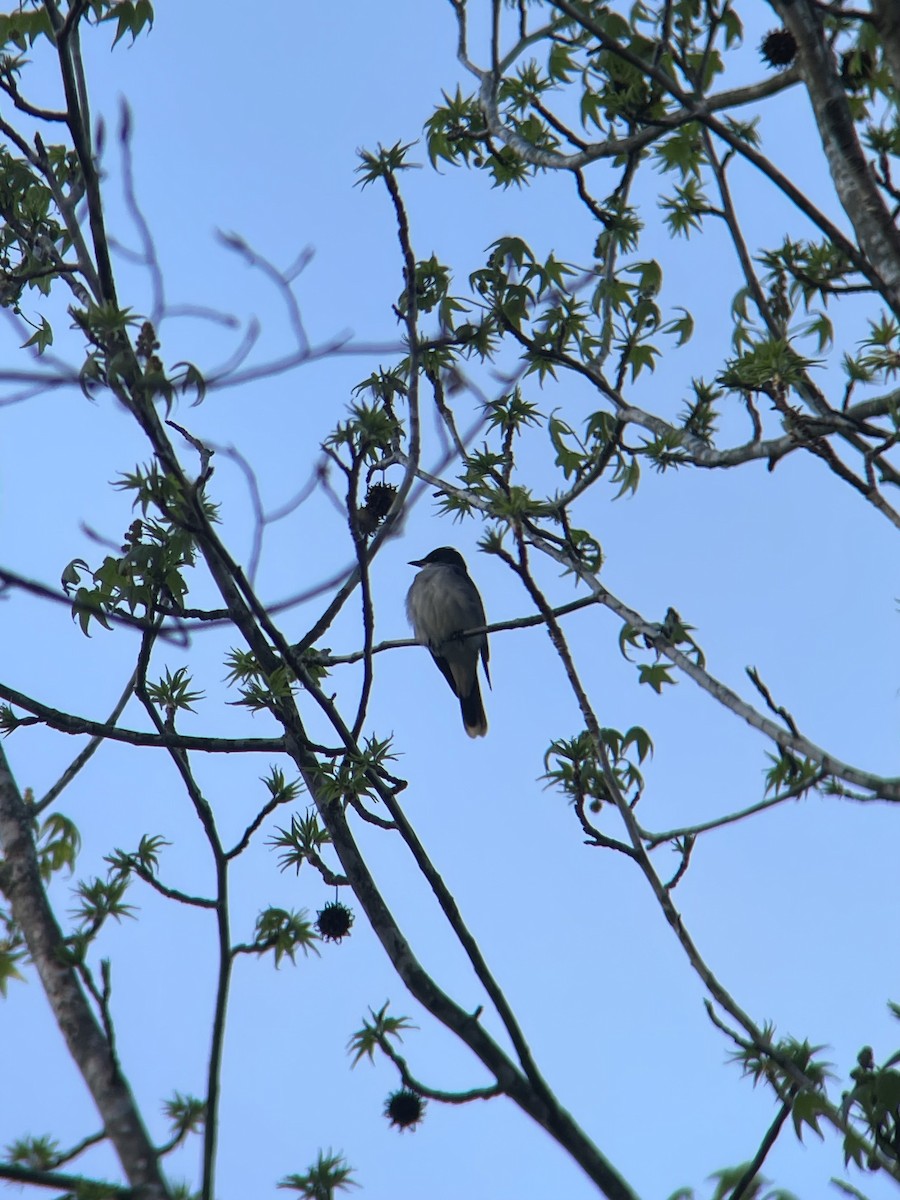 tyran obecný - ML616743750