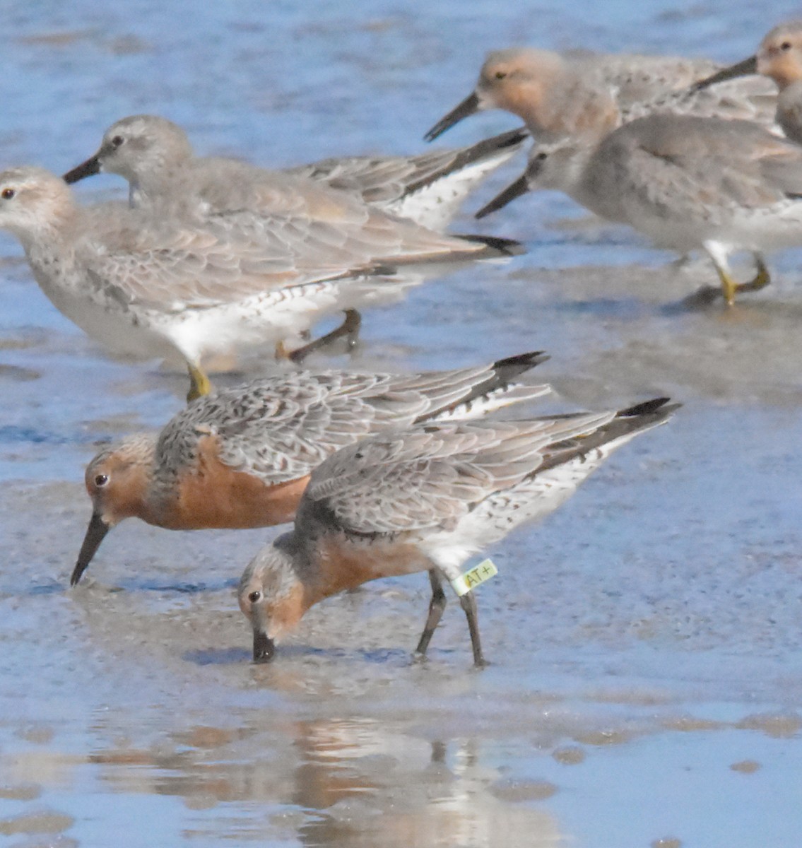 Red Knot - ML616743755