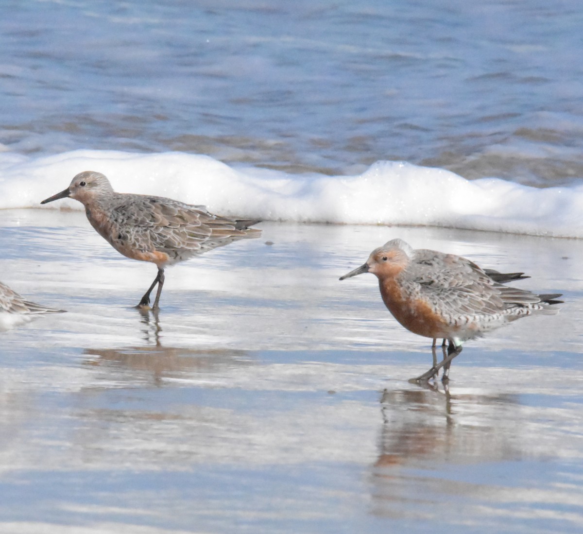 Red Knot - ML616743756