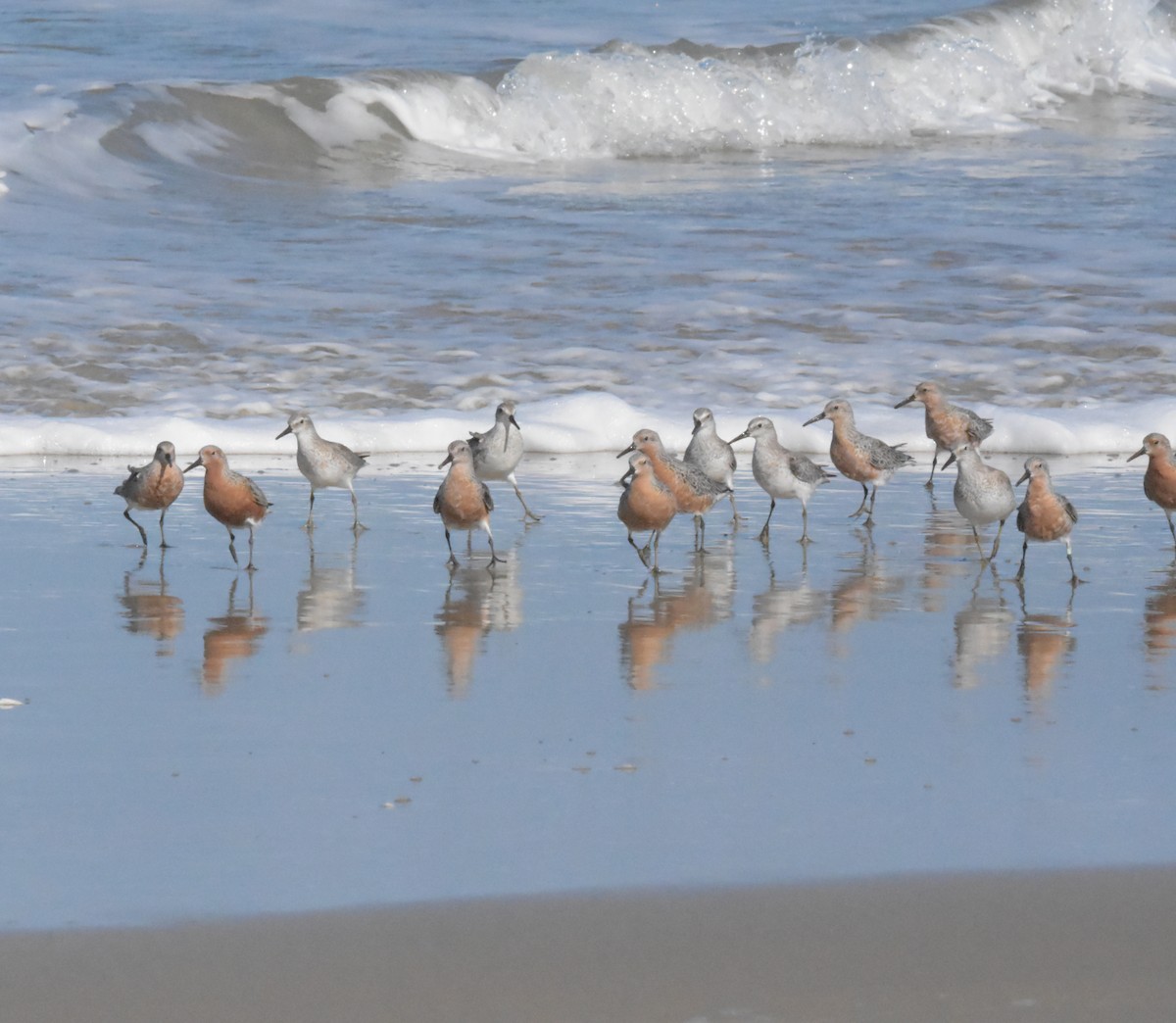 Red Knot - ML616743757