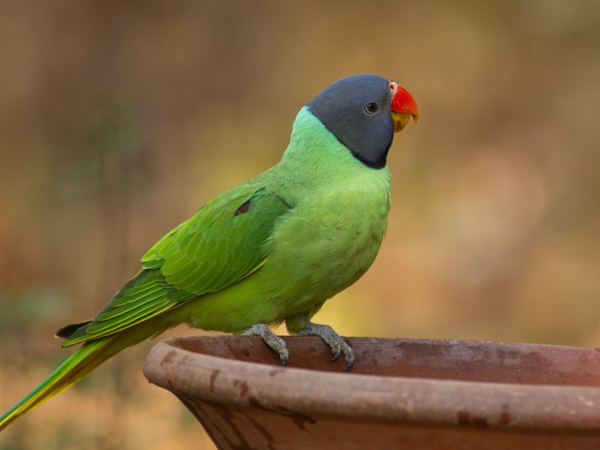 Slaty-headed Parakeet - Zsombor Károlyi