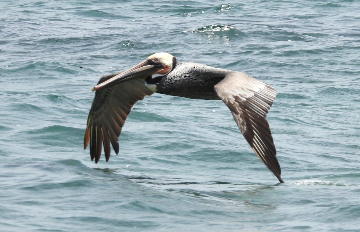 Brown Pelican - ML616743914