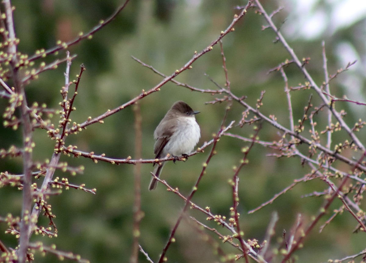 Eastern Phoebe - ML616743980