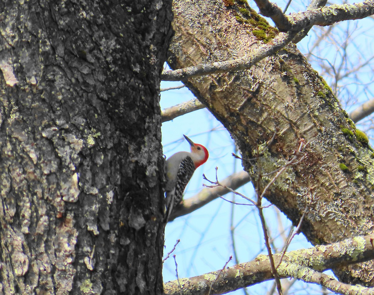 Red-bellied Woodpecker - ML616744006