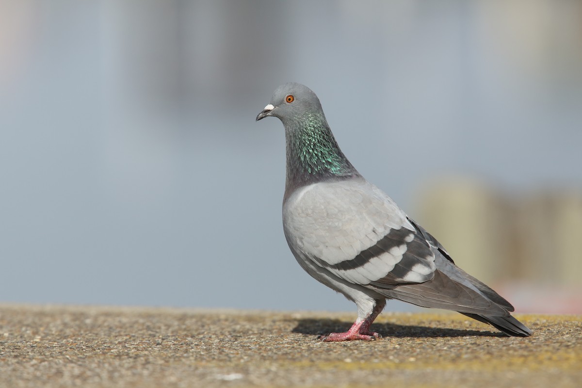 Rock Pigeon (Feral Pigeon) - Luke Seitz