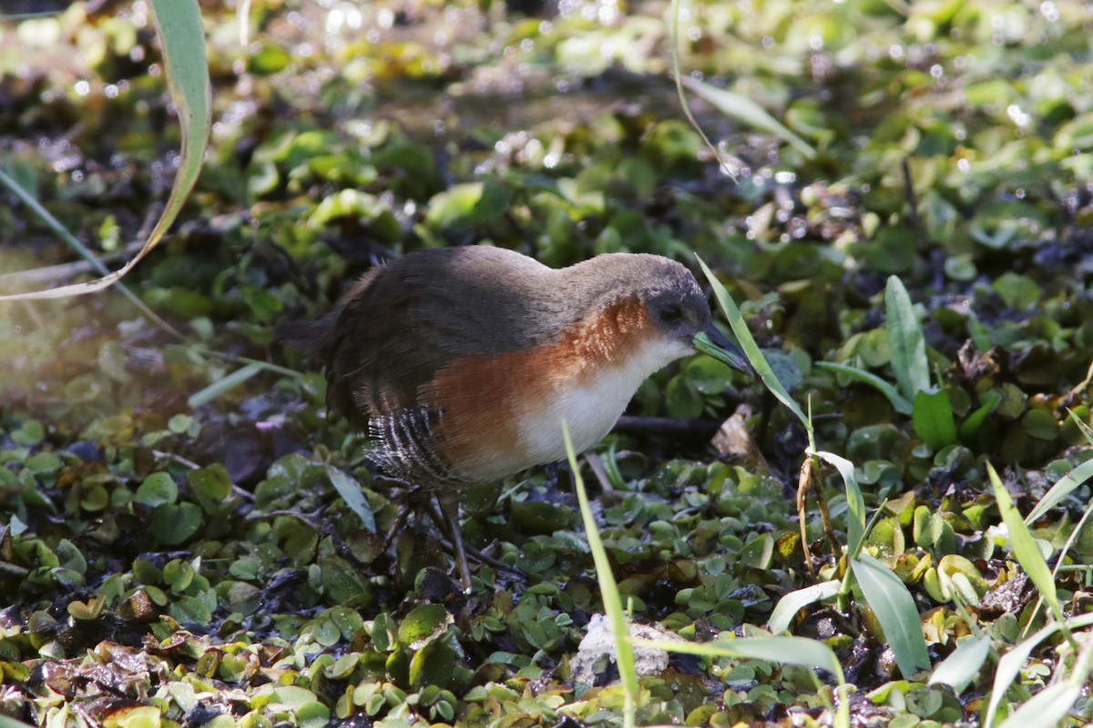 Rufous-sided Crake - Richard Dunn