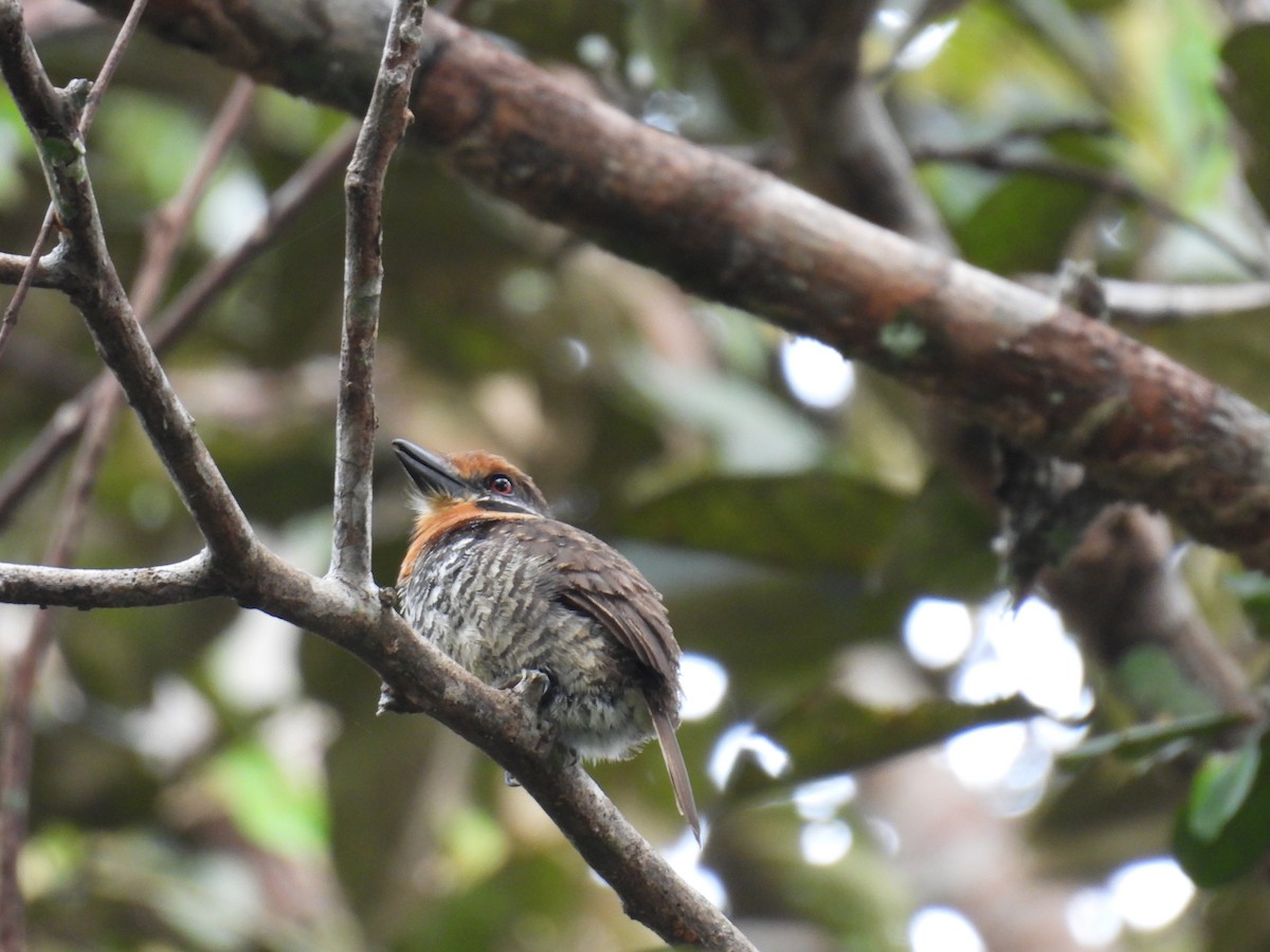 Spotted Puffbird - ML616744114