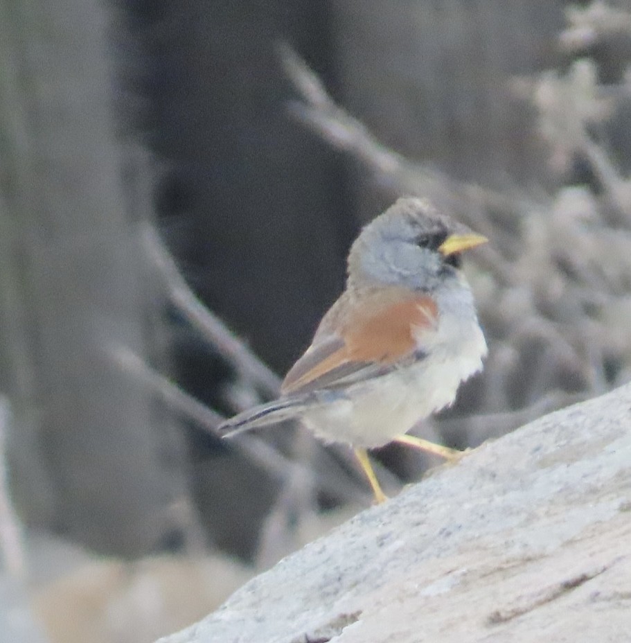 Great Inca-Finch - ML616744118