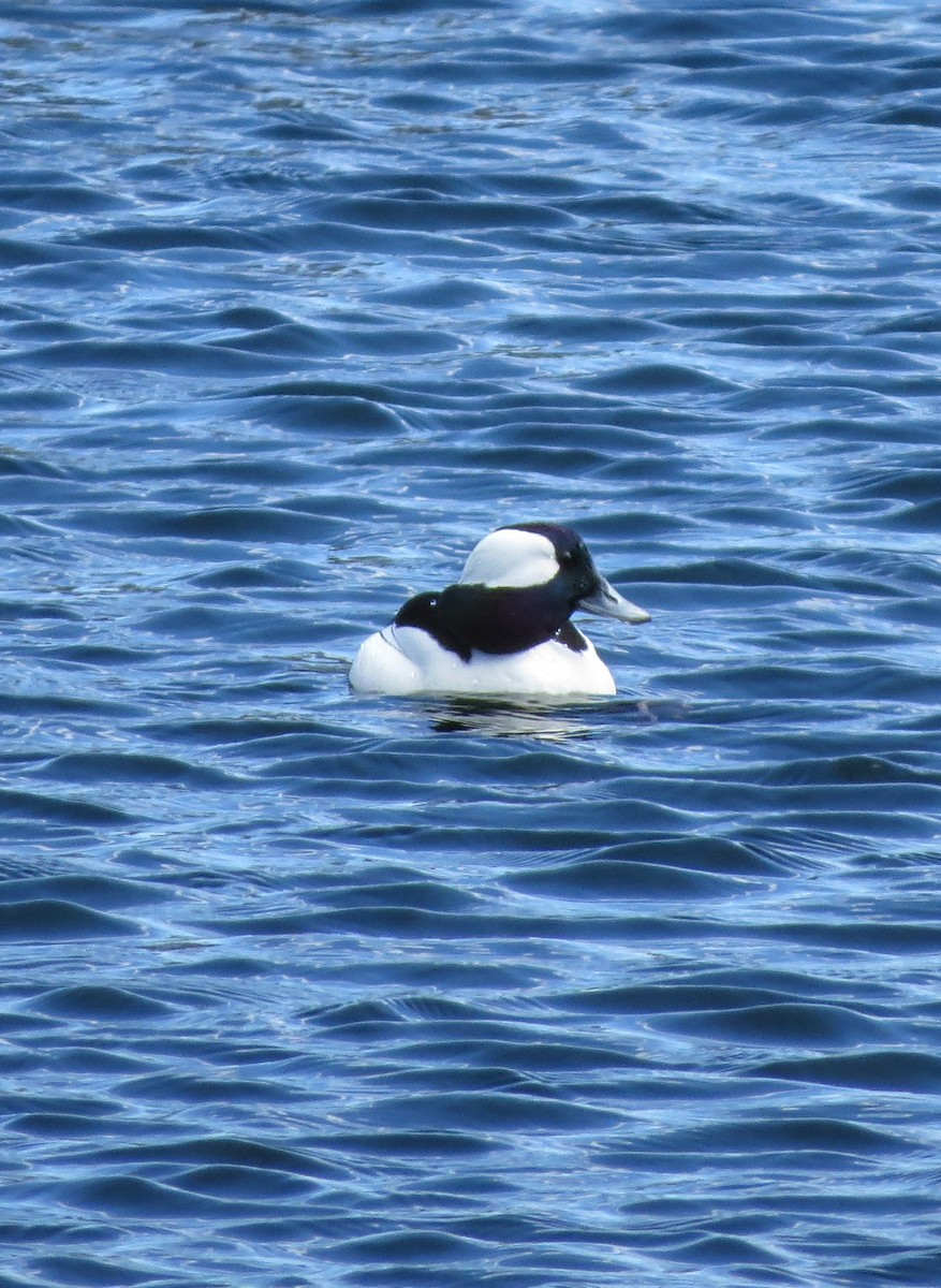 Bufflehead - Iain MacLeod