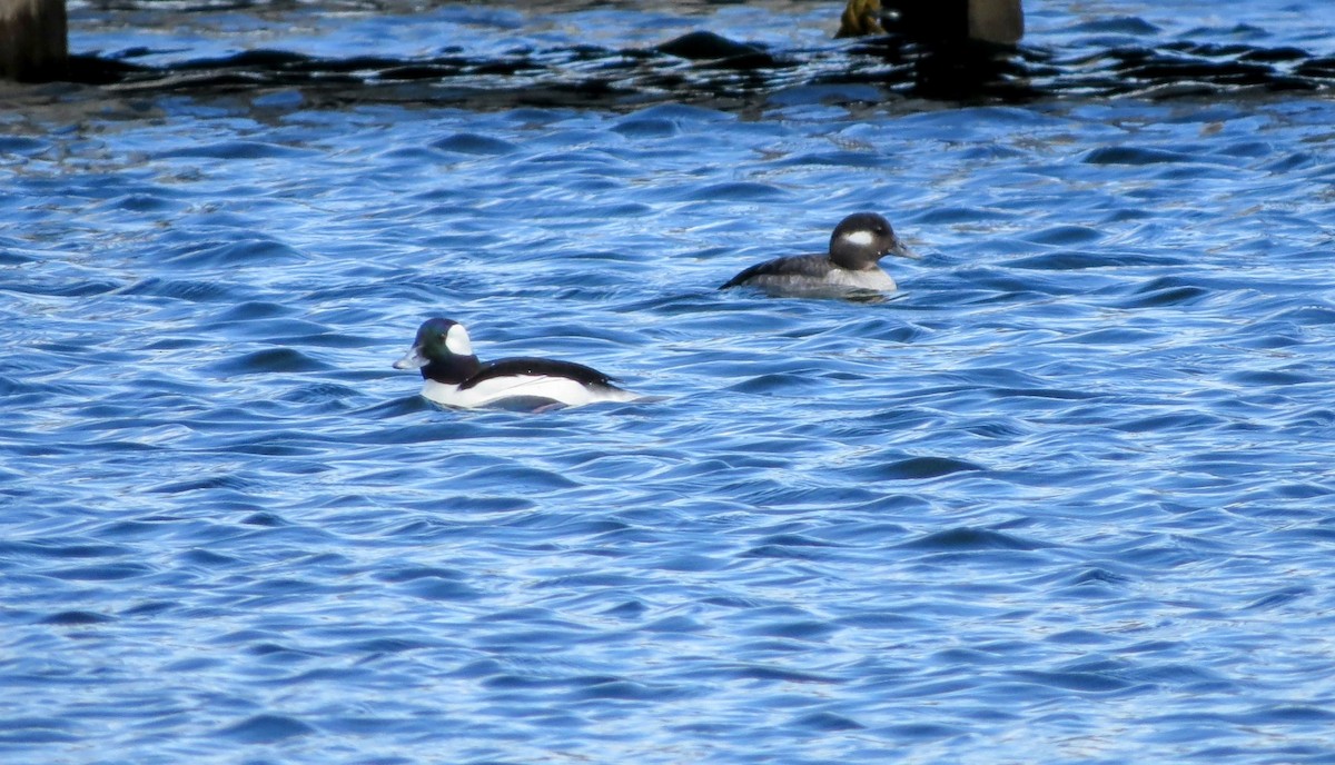 Bufflehead - Iain MacLeod