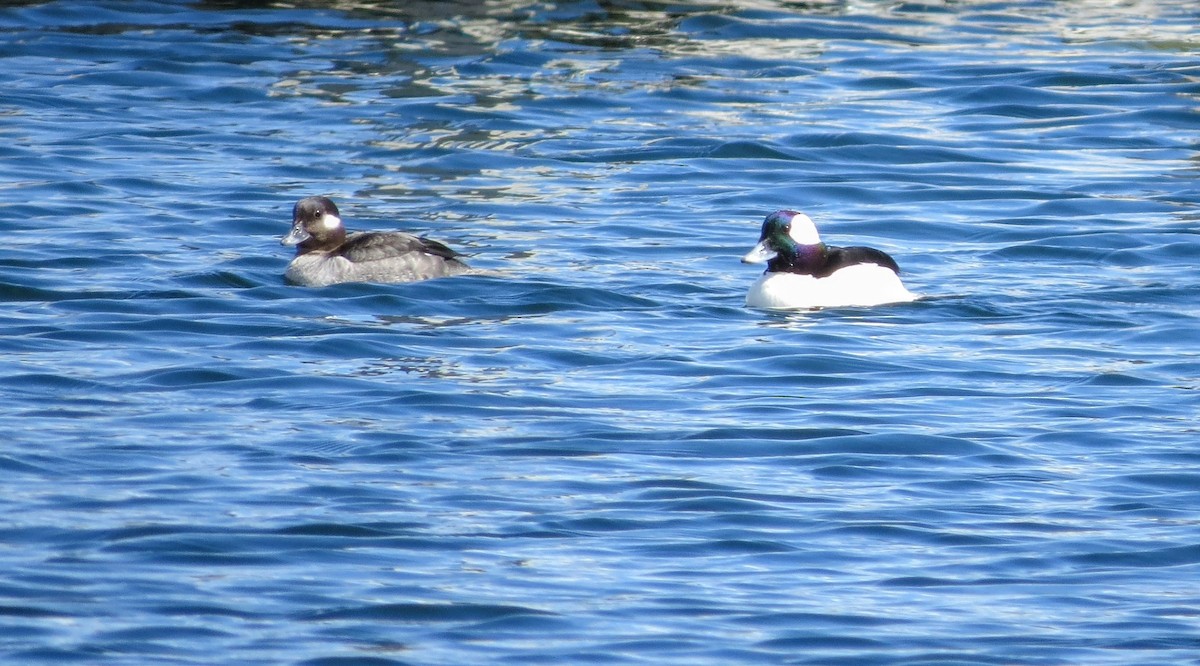 Bufflehead - ML616744126