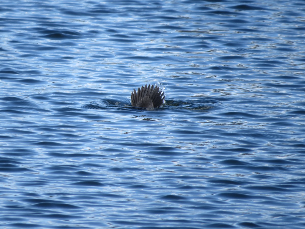 Bufflehead - ML616744129