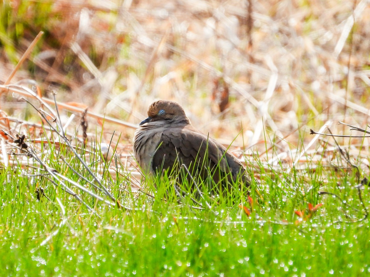 Mourning Dove - ML616744203