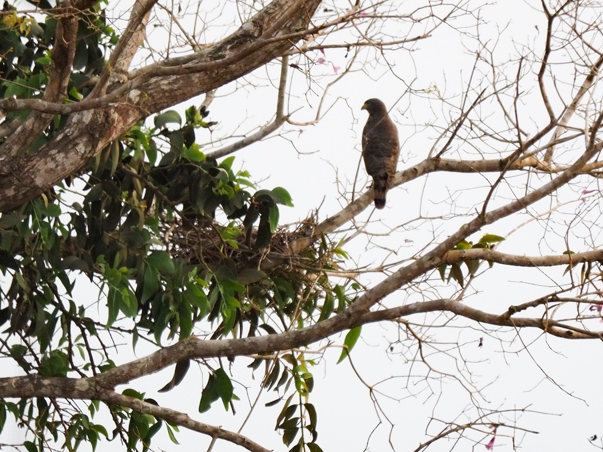 Roadside Hawk - ML616744209