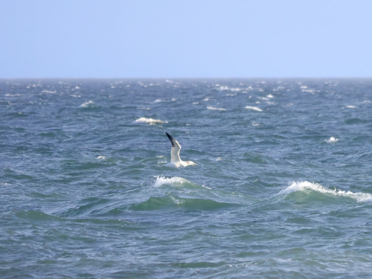 Northern Gannet - Jim Carroll