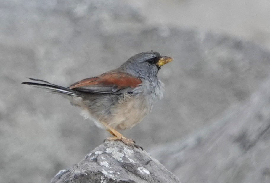 Great Inca-Finch - Peter Blancher