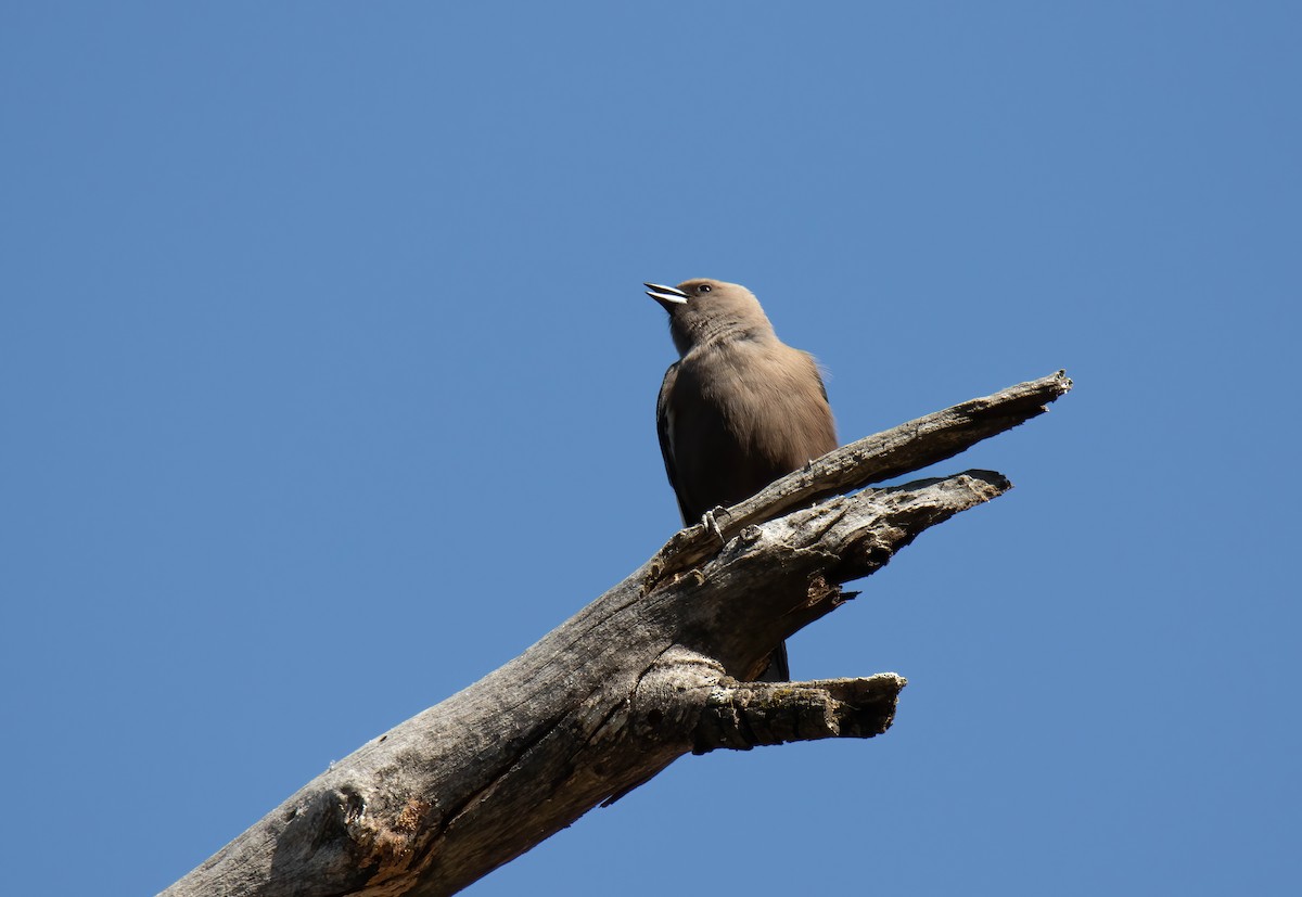 Dusky Woodswallow - Craig McQueen