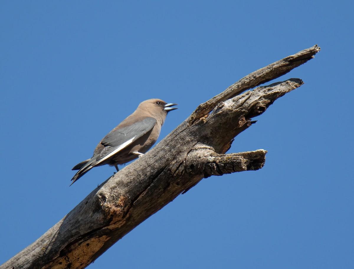 Dusky Woodswallow - ML616744233