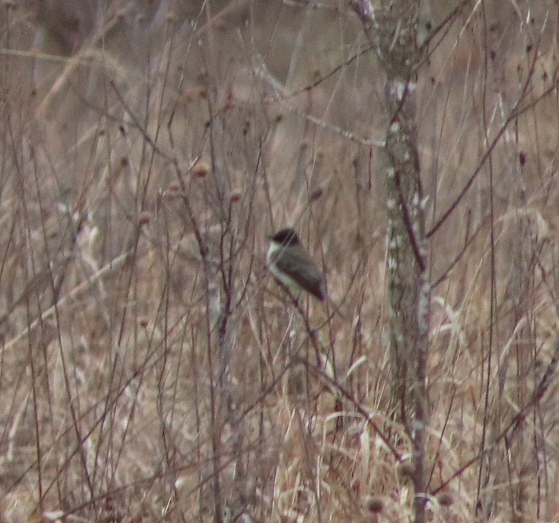 Eastern Phoebe - Susanne Hoffmann-Benning