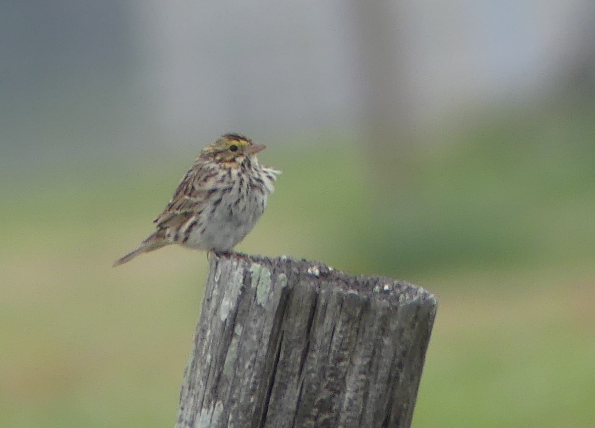 Savannah Sparrow - ML616744288