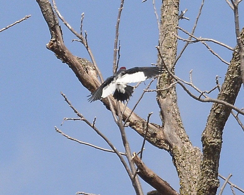 Red-headed Woodpecker - ML616744328