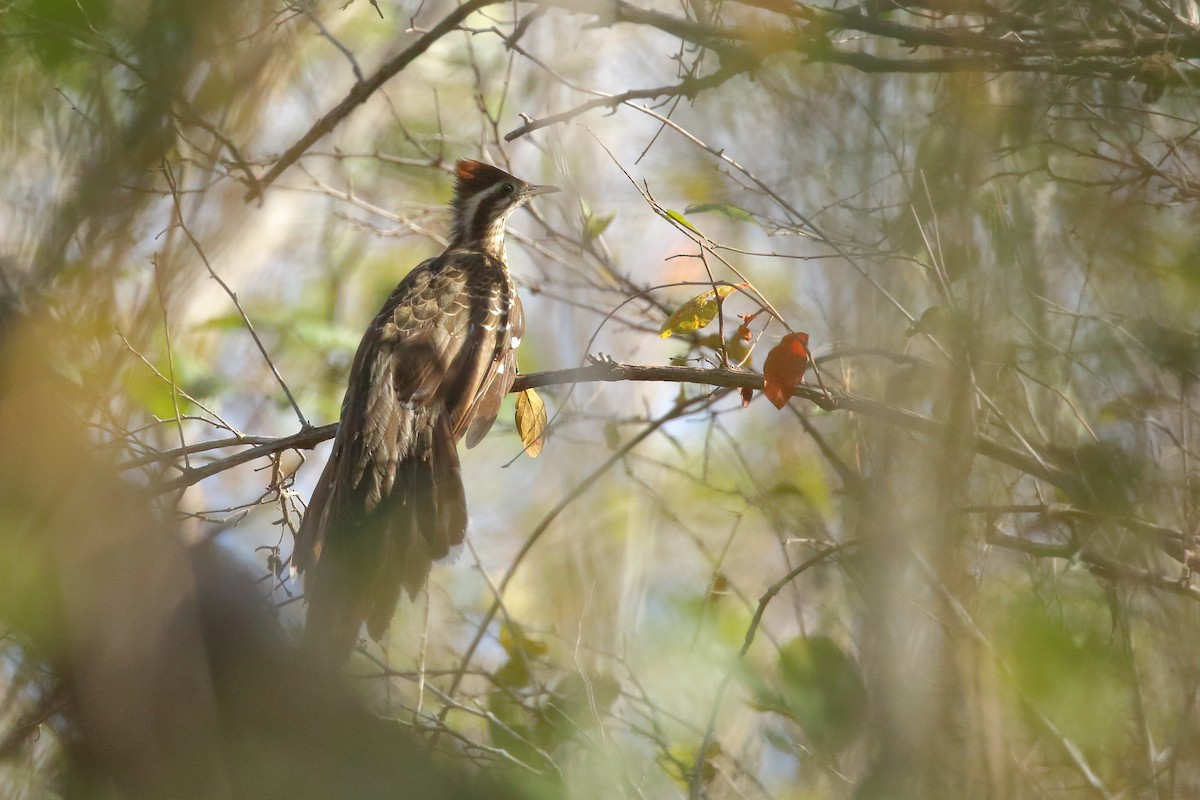 Pheasant Cuckoo - ML616744341