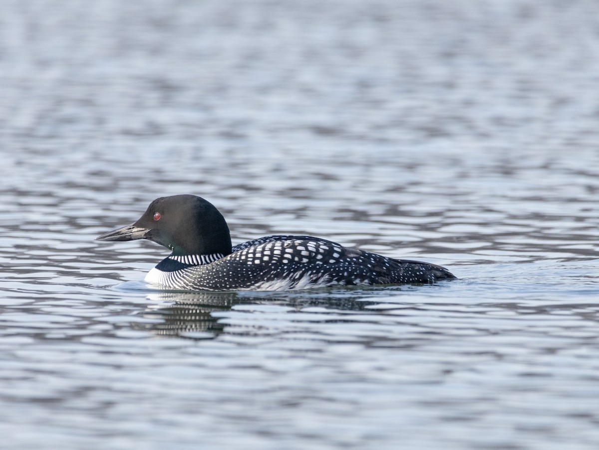 Plongeon huard - ML616744354