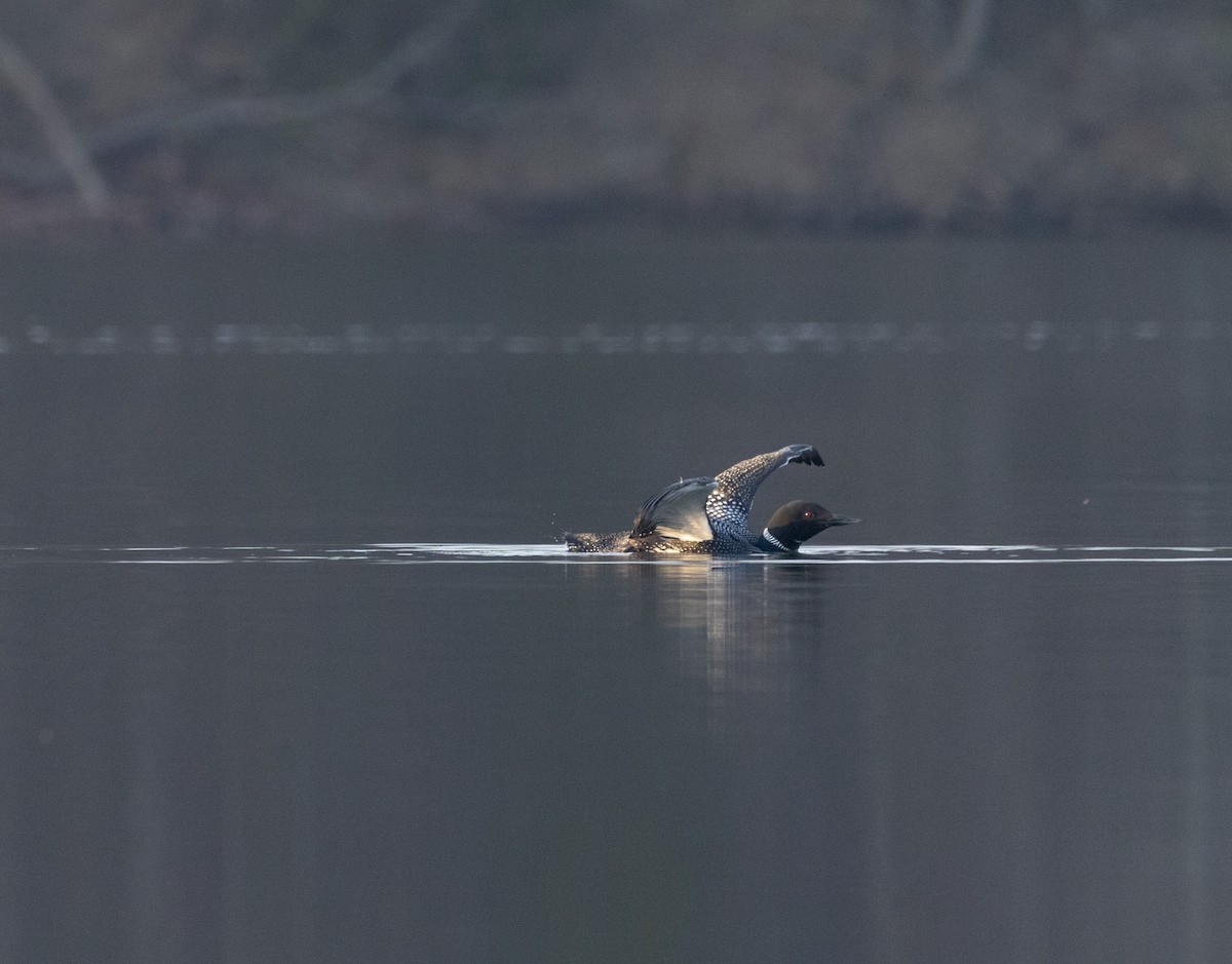 Common Loon - ML616744362