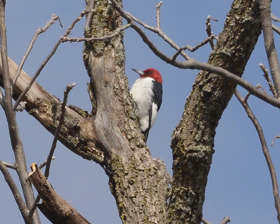 Red-headed Woodpecker - ML616744378