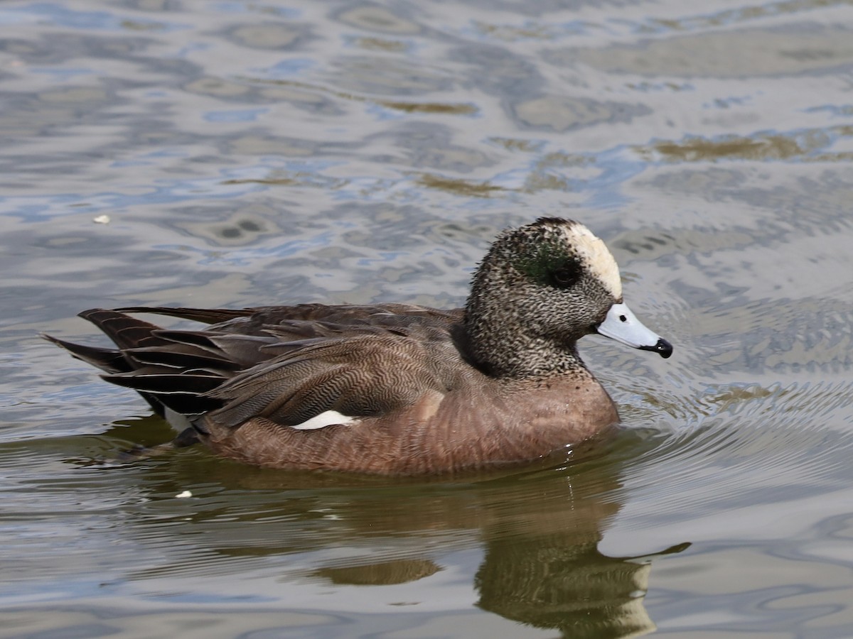 American Wigeon - ML616744389