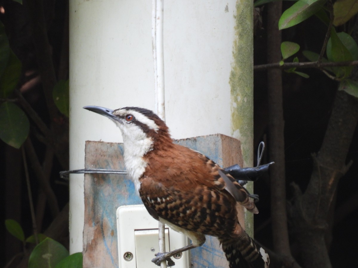 Rufous-naped Wren - Carlos Barreda Cárdenas