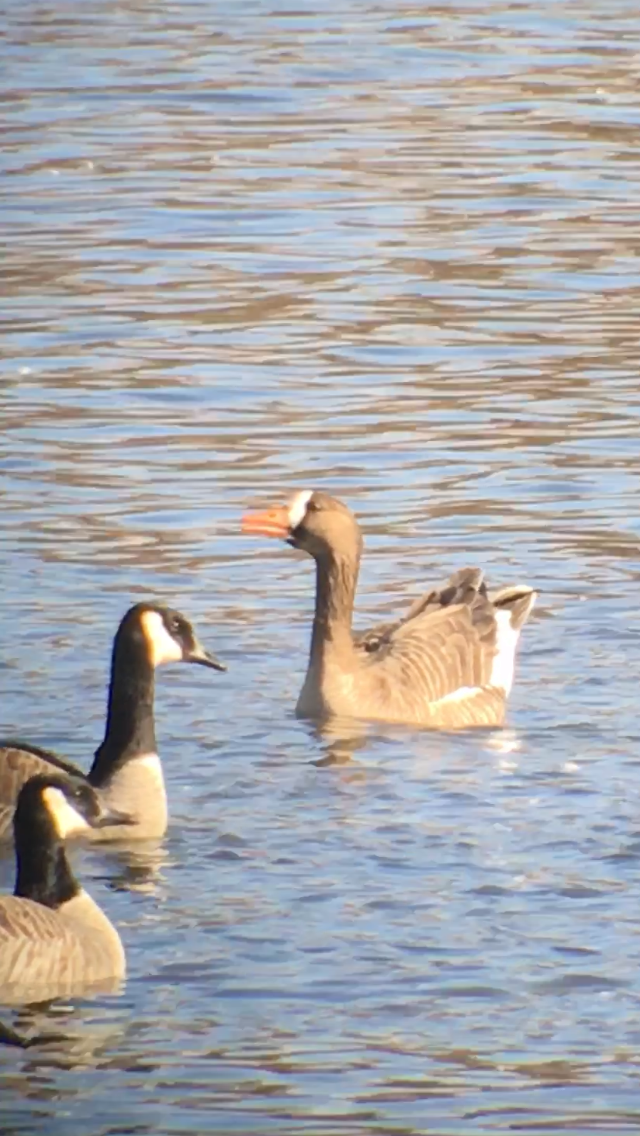 Greater White-fronted Goose - ML616744445
