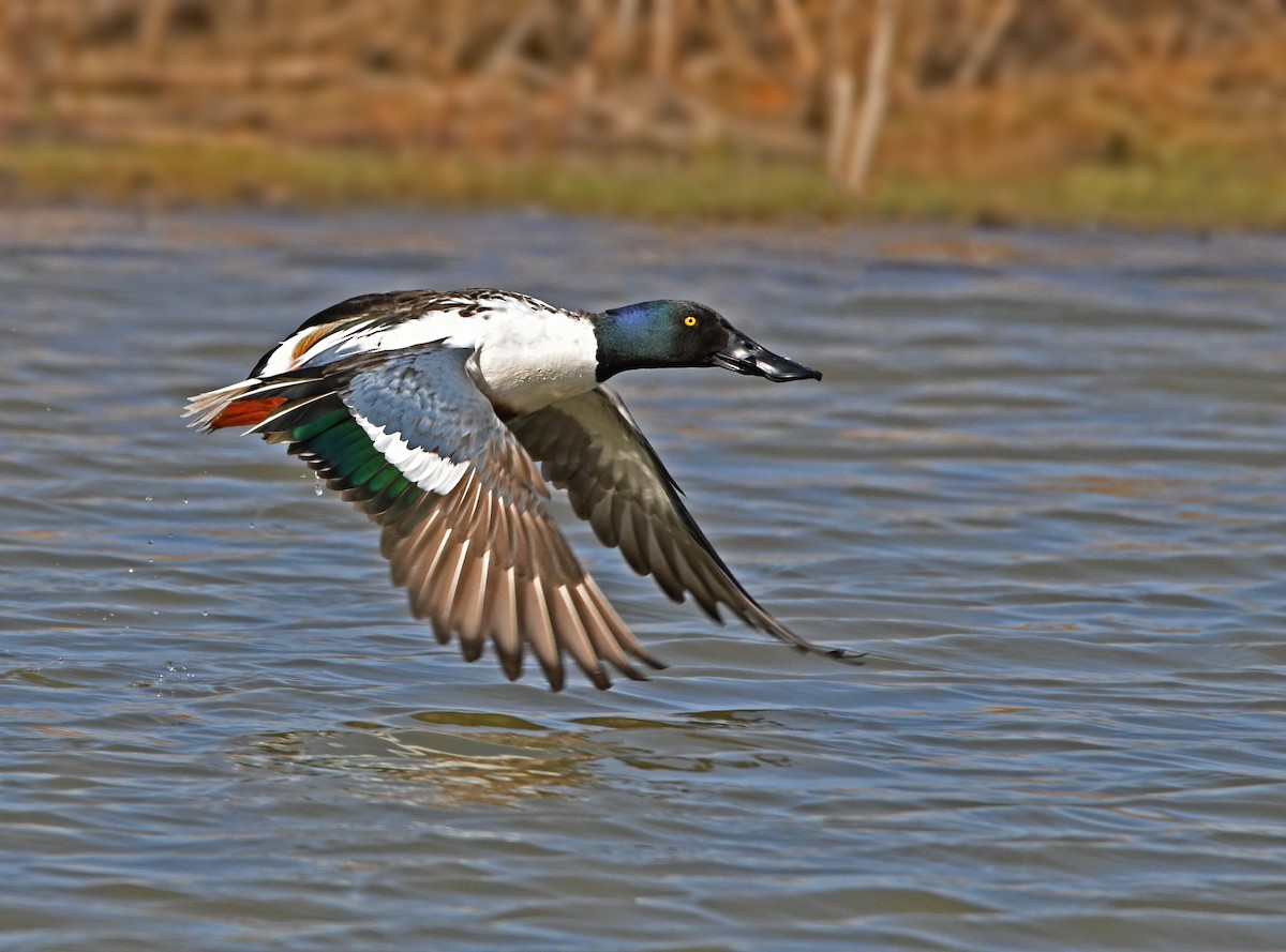 Northern Shoveler - ML616744490