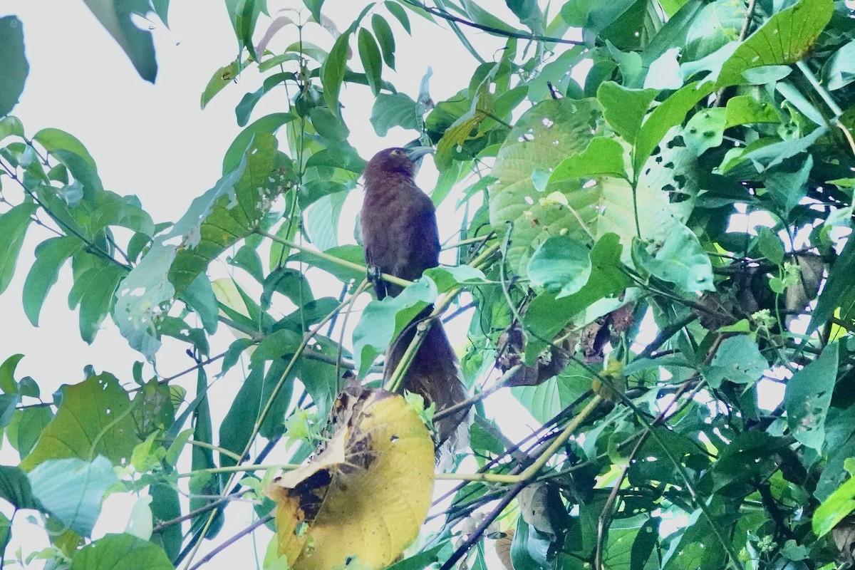 Rufous Coucal - Caleb Ong