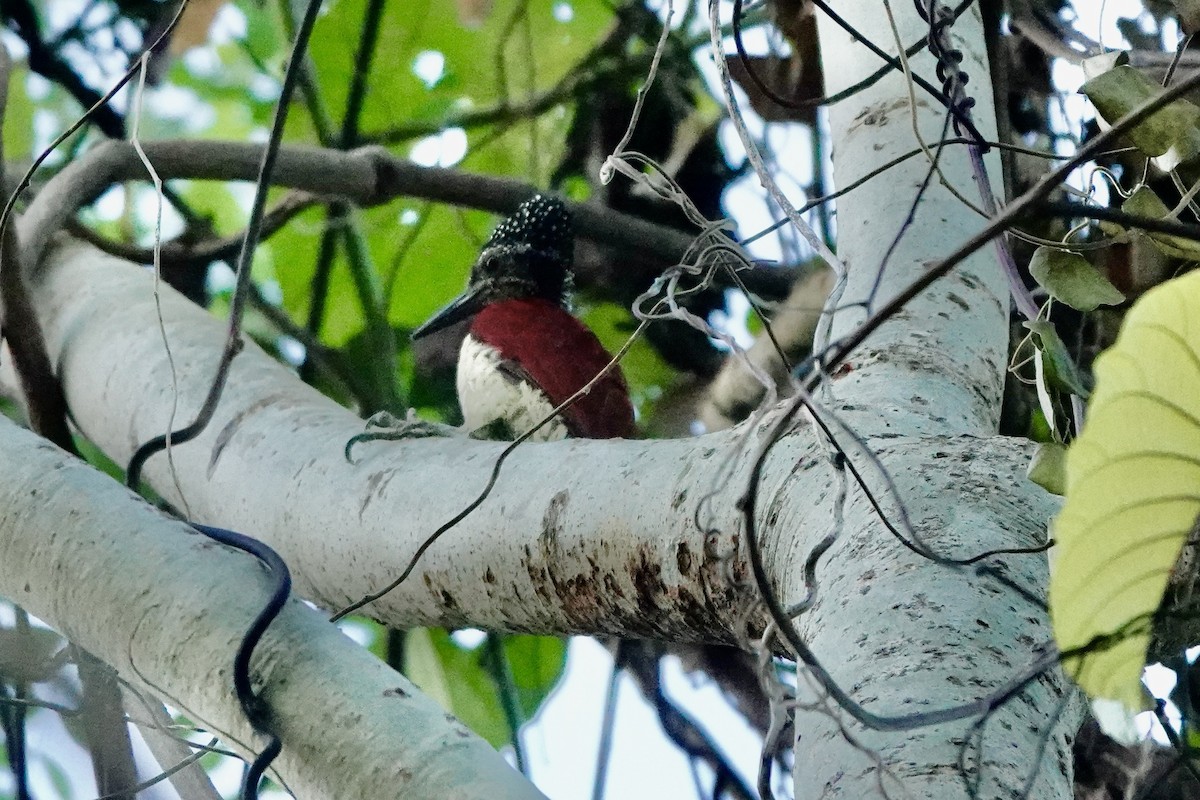 Luzon Flameback - Caleb Ong