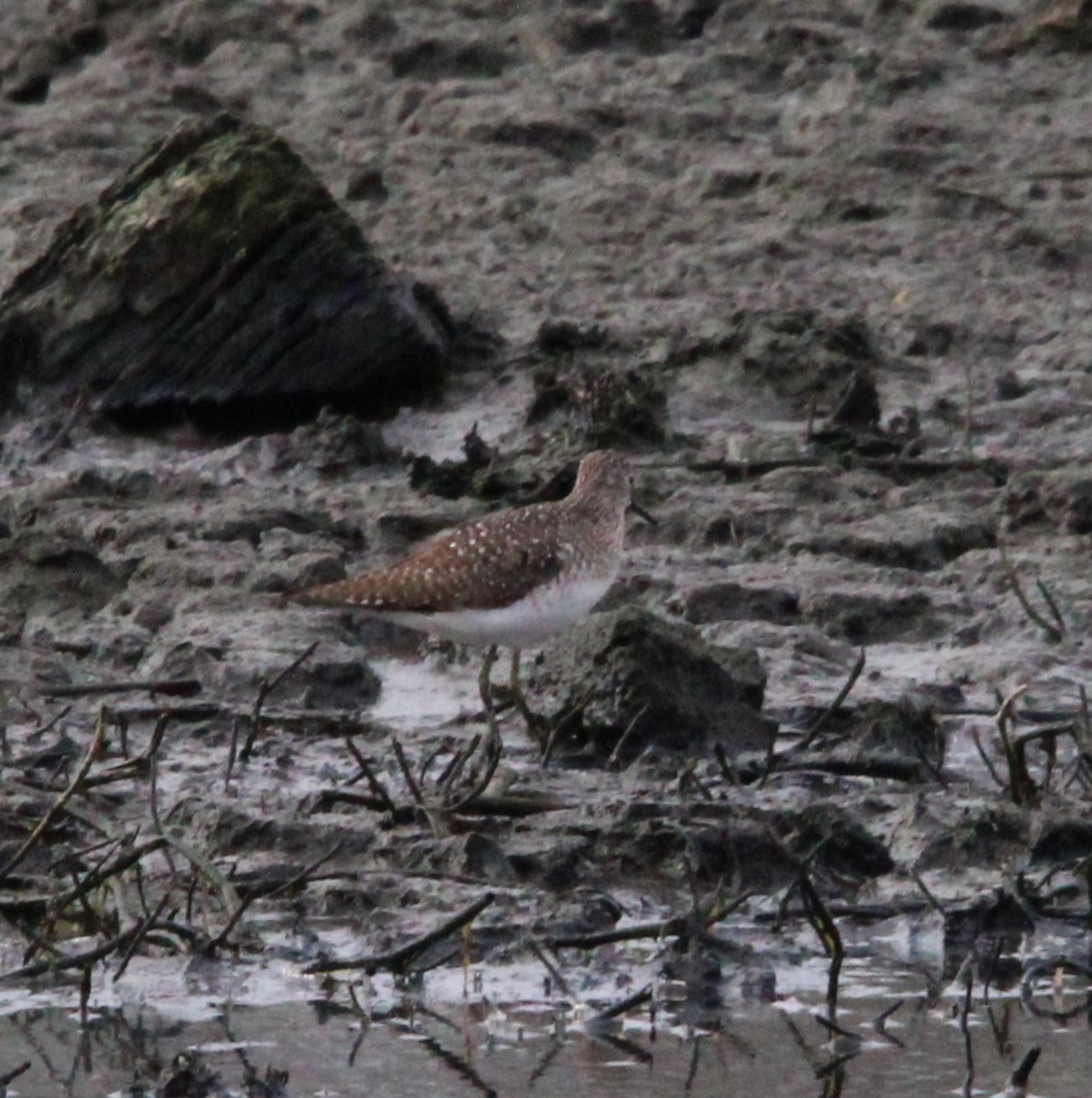 Solitary Sandpiper - Holli Howard