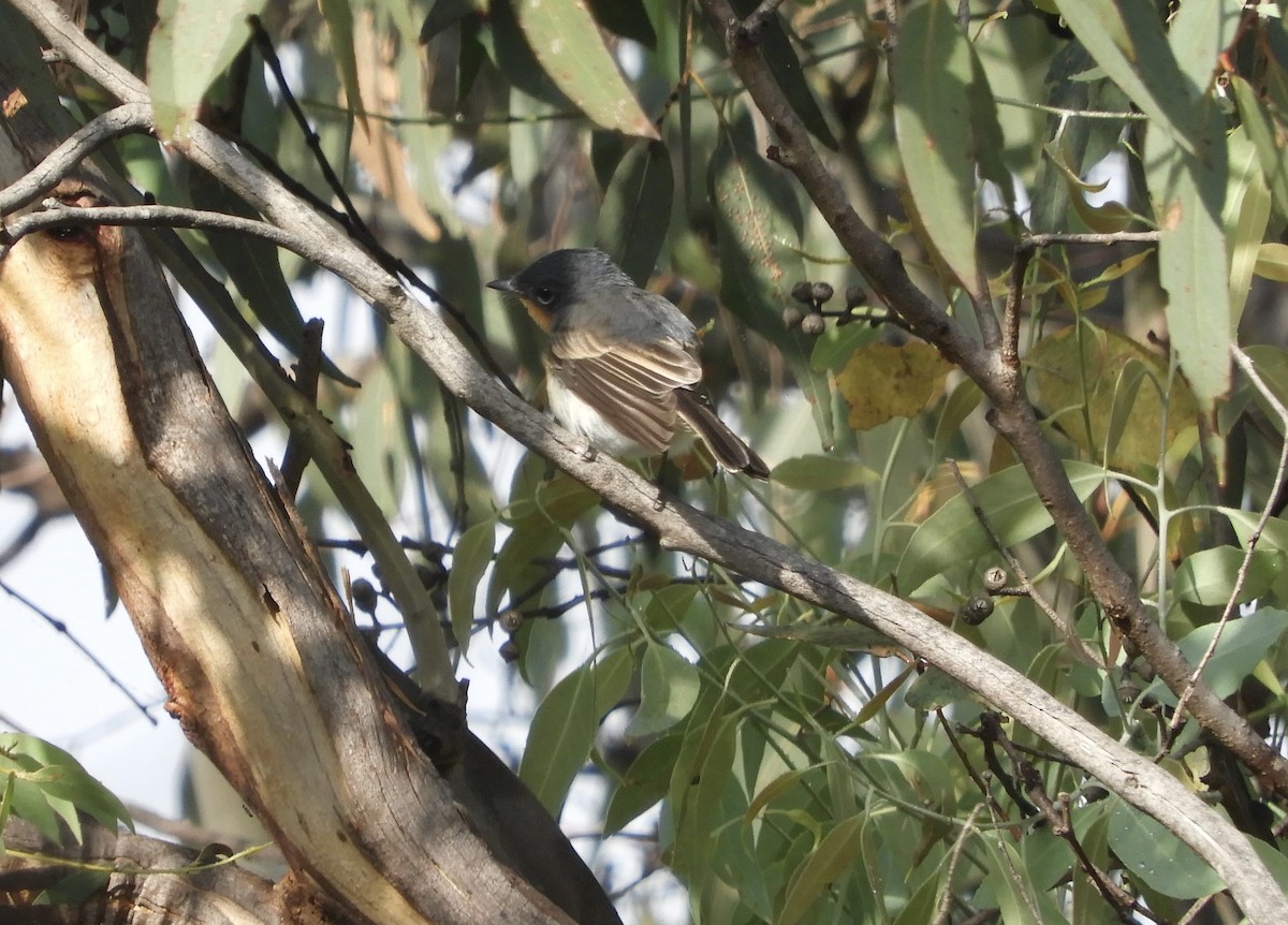 Leaden Flycatcher - Frank Antram