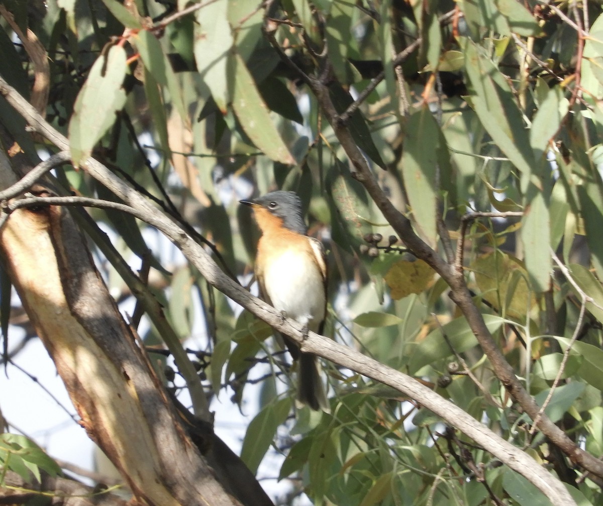 Leaden Flycatcher - ML616744589