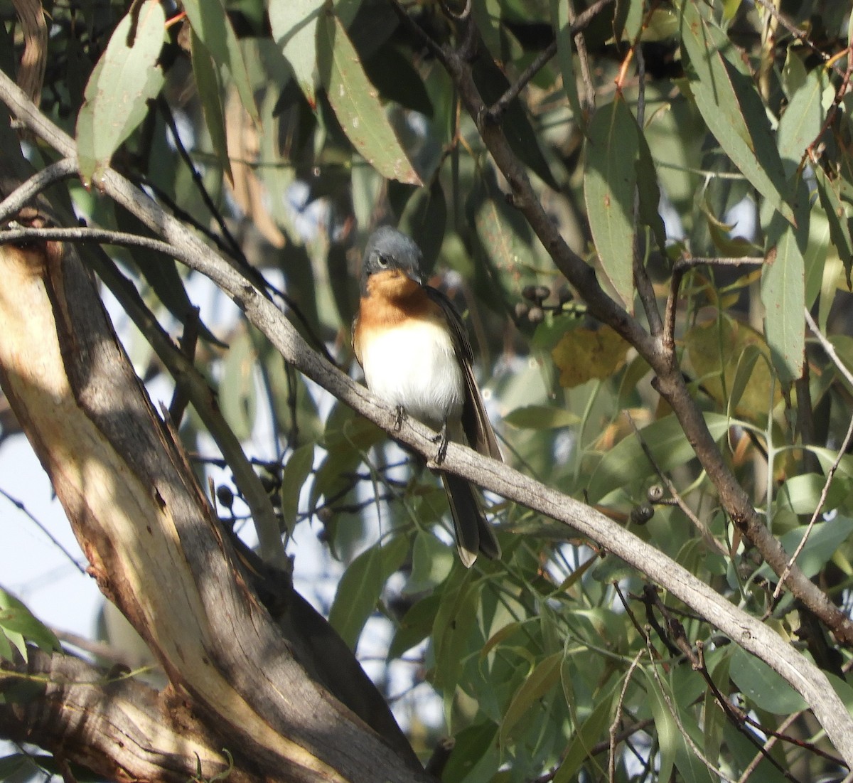 Leaden Flycatcher - Frank Antram