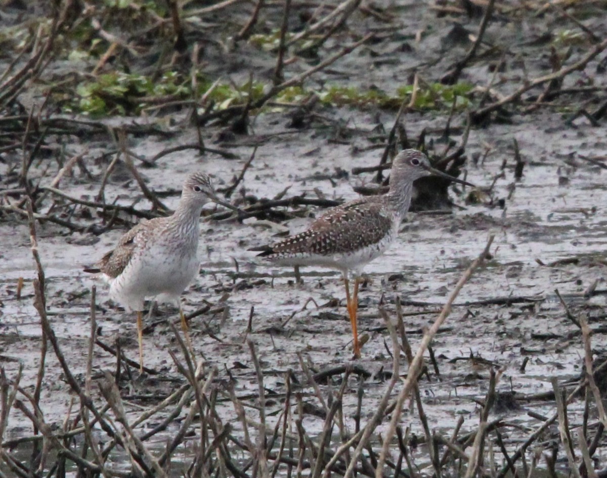 Greater Yellowlegs - ML616744593