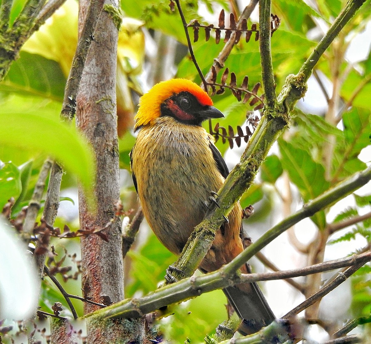 Flame-faced Tanager - ML616744606