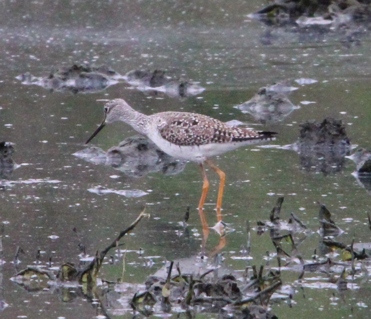 Greater Yellowlegs - ML616744607