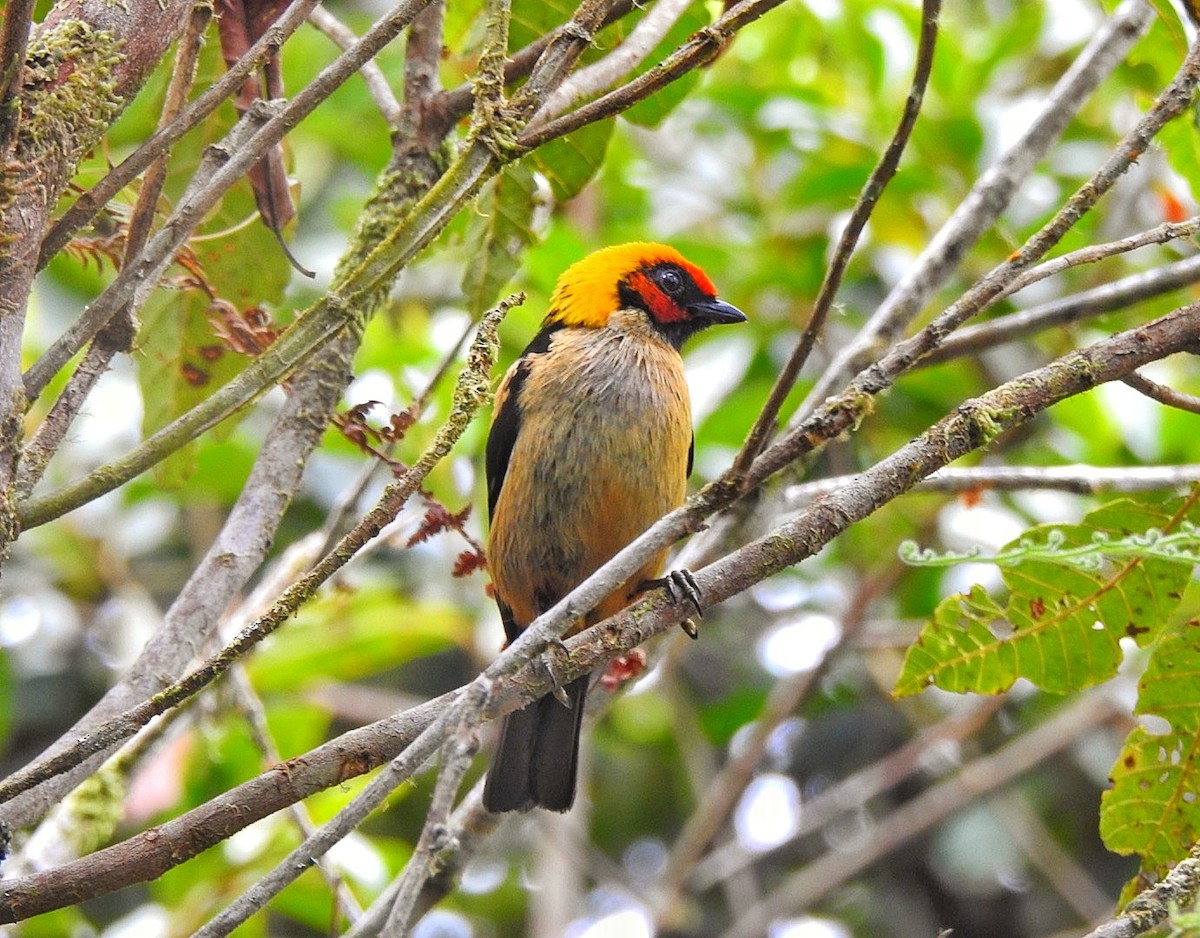 Flame-faced Tanager - ML616744639