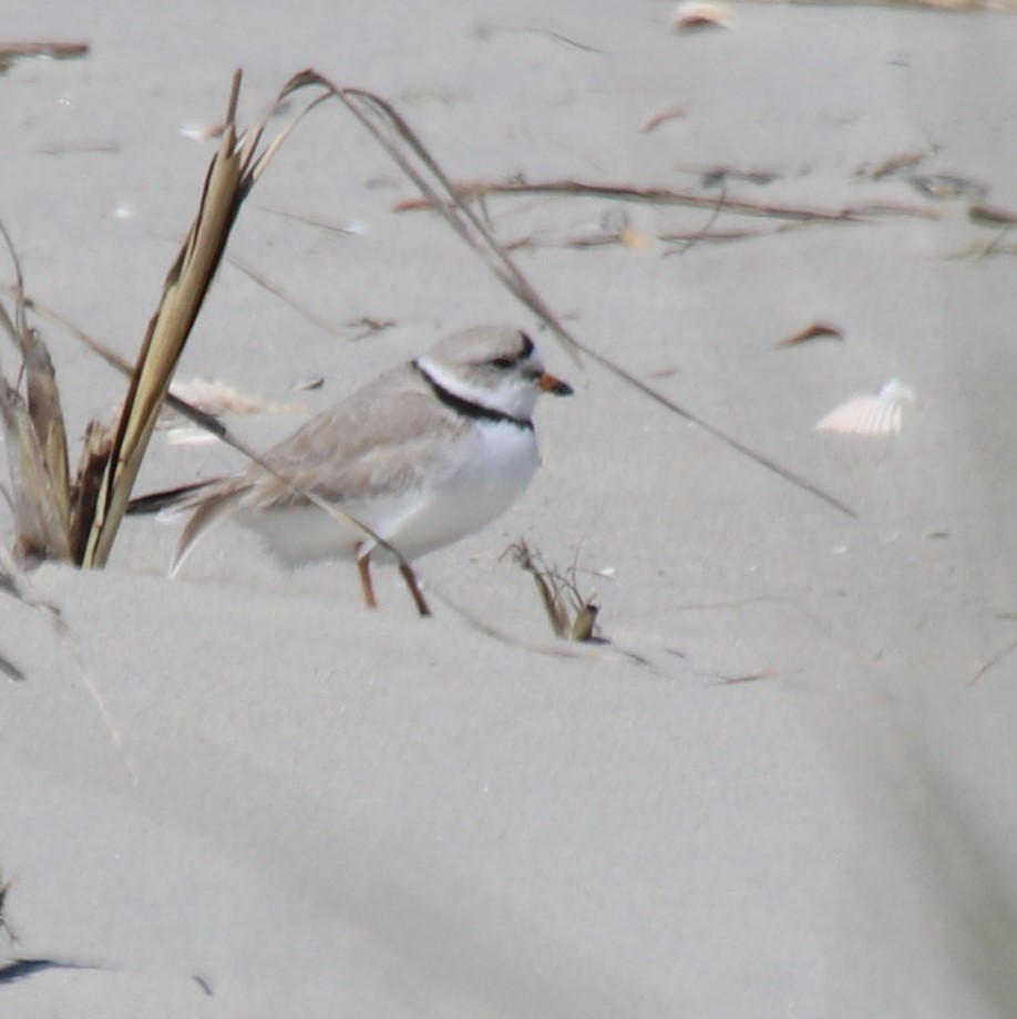 Piping Plover - Betty Thomas