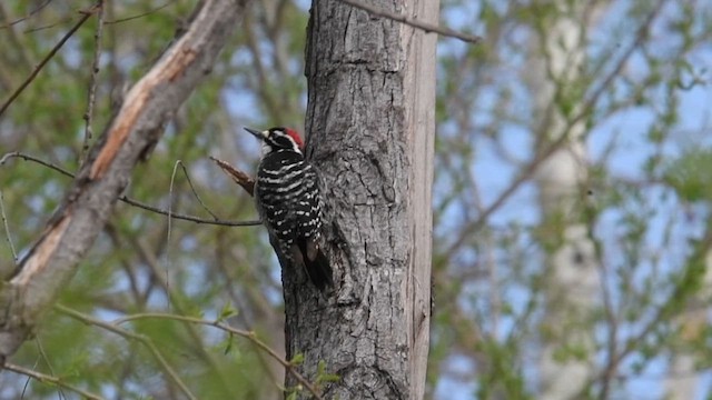 Nuttall's Woodpecker - ML616744712